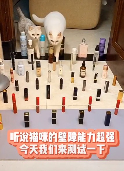 为了测试猫咪躲避障碍的能力主人贡献出了所有口红