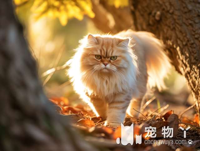 小vs大柴犬：有何不同？